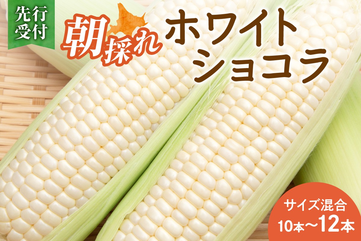 
            先行受付！【2026年8月頃～発送開始！】北海道十勝清水町産 白いとうもろこし ホワイトショコラ サイズ混合 10～12本 北海道産 2026年 とうもろこし とうきび 産直 産地直送 清水町 北海道 _S021-0018
          