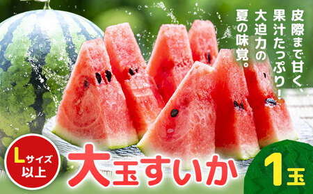 【先行予約】大玉すいか 1玉約5kg 日本フルーツ株式会社《5月上旬-６月下旬頃出荷》熊本県 菊池市 すいか スイカ 大玉 熊本県産