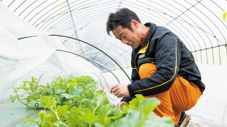 先行予約 タカミ メロン 秀品 1箱 2玉 入り 【 6月中旬 以降発送】  期間限定 産地直送 果物 フルーツ メロン 青肉 甘い [AV010ya]