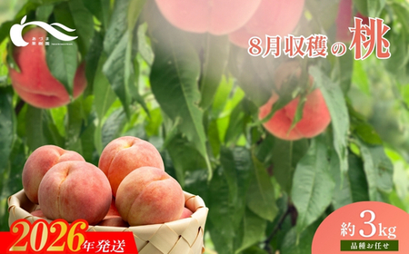 No.1760もも　8月収穫の桃 福島市産 白桃 品種 おまかせ 約3kg【2026年発送　先行予約】
