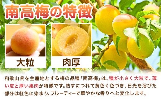 南高梅 約3kg マルツネ農園《6月上旬-7月上旬頃出荷》和歌山県 日高川町 梅 南高梅 うめ ウメ 梅酒 シロップ ジャム 手作り フルーツ 果物