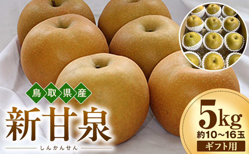 【2026年度先行予約】数量限定　鳥取県産　新甘泉 ギフト用 5kg(約10〜16玉)【8月20日以降発送】 313726_DE001