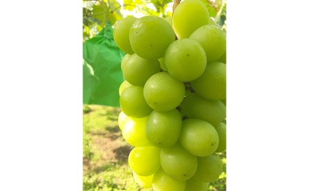 【2026年先行予約】 訳あり家庭用シャインマスカット たっぷり3~4房約1.5kg以上 シャインマスカット