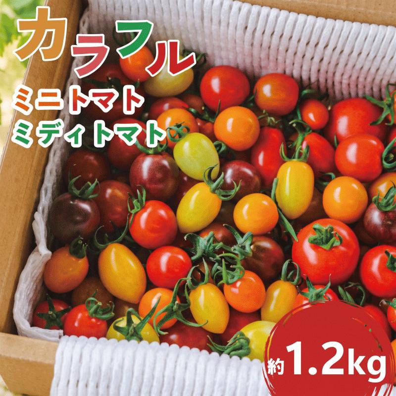 【ふるさと納税】 カラフル ミニトマト ミディトマト 1.2kg【 2027年 先行予約 】 野菜 やさい 果物 とまと tomato プチトマト 甘い リコピン トマト フルーツ 甘み 酸味 産地直送 国産 数量限定 限定 農家直送 鮮度 新鮮 フレッシュ 贈答 鴨志田農園 神奈川 海老名
