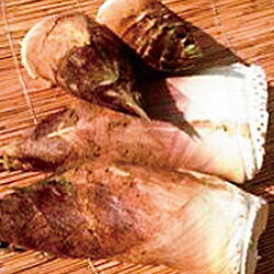 【先行予約】【ふるさと納税】新鮮！朝掘り泥付きタケノコ（天然もの）【072_0871】