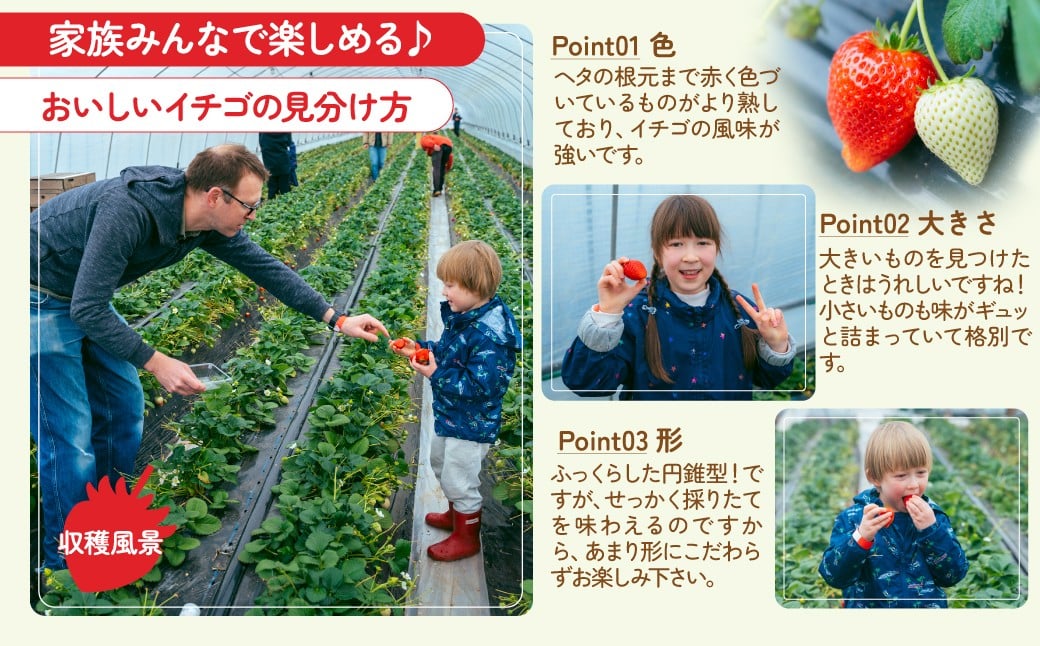 いちご イチゴ 苺  ストロベリー とちおとめ いちご イチゴ 苺  ストロベリー とちおとめ