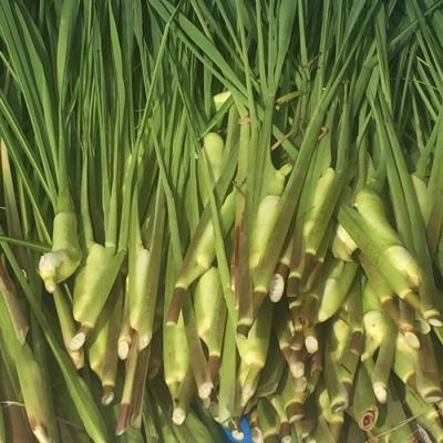 ふるさと納税 出雲市 出雲國マコモタケ(生) 1kg 出雲市産【1_1-049】 |  | 01