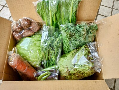訳あり 旬のお野菜セット (種類おまかせ)