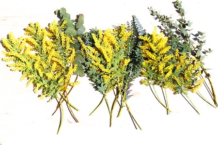 牧之原産 ミモザ・ユーカリ切り花ボリュームセット 手作り 緑王園芸 お花 観葉 静岡県 牧之原市 