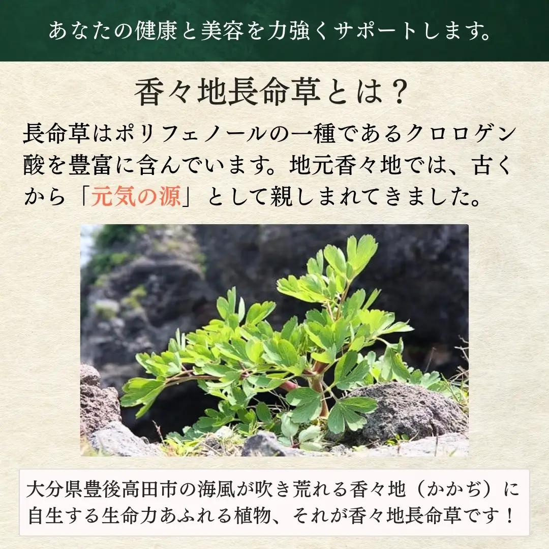 香々地長命草パウダー（3g×10包入） | 青汁　香々地ベジファーム　豊後高田市