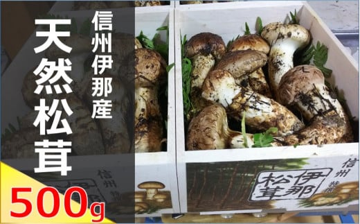 松茸 信州 伊那 の 松茸 500g （贈答用）| 松茸 まつたけ マツタケ 長野県 伊那市 松茸名人 自然 贈答用 贈り物 ギフト 信州【180-02】