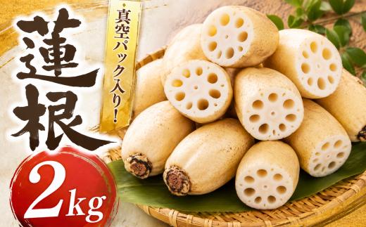 れんこん 2kg レンコン 蓮根 真空パック 小分け 産地直送 国産 シャキシャキ 新鮮 野菜 旬 根菜 料理 おかず 煮物 炒め物 天ぷら きんぴら お正月 おせち 茨城県 鉾田市 株式会社栗田農園