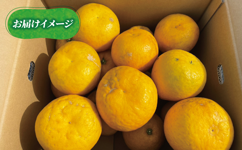 訳あり 河内晩柑 7 ～ 8 kg あかまつみかん 和製 グレープフルーツ 晩柑 かわちばんかん さっぱり 酸味 果物 くだもの フルーツ 柑橘 みかん mikan 蜜柑 愛媛蜜柑 愛媛みかん 農家直