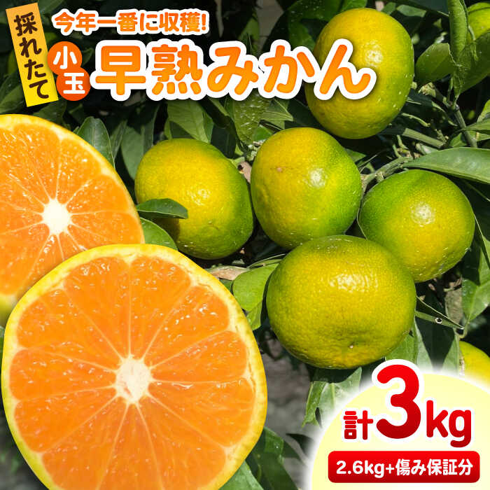 【ふるさと納税】★小玉★早熟みかん 計3kg（2.6kg＋400g傷み保証分）/ フルーツ 果物 みかん 蜜柑 ミカン / 佐賀県 / 山本農園 [41ATBT005]