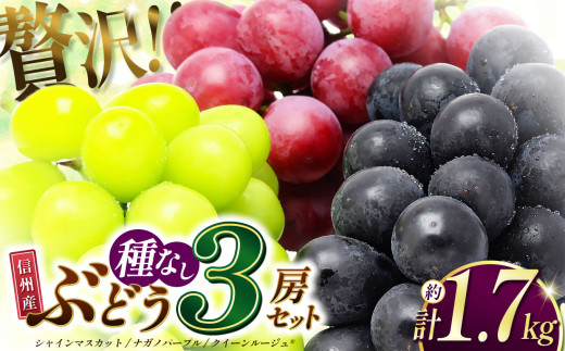 【2026年発送】先行受付 信州産 シャインマスカット・ナガノパープル・クイーンルージュ®︎　3房セット （約1.7kg）｜ふるさと納税 松本市  ぶどう 葡萄 シャインマスカット ナガノパープル クイーンルージュ® 果物 フルーツ 種無し 新鮮 セット 食べ比べ 信州産 先行予約