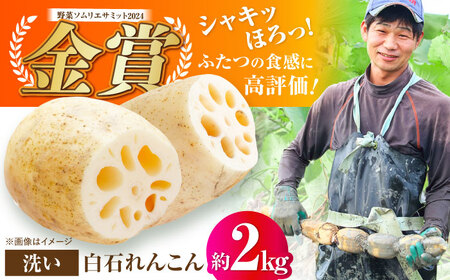 【野菜ソムリエサミット金賞】絶品れんこん約2kg / 蓮根 れんこん レンコン 蓮根 れんこん レンコン 蓮根 れんこん レンコン [IDC002]