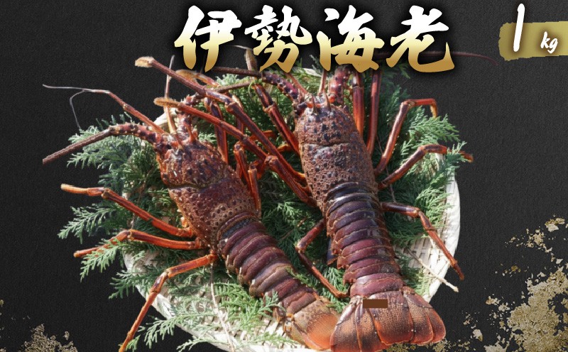 
                  【先行予約】活 伊勢海老 訳あり 1kg(3～5匹) 冷蔵 活き伊勢海老 訳あり 室戸産 国産 エビ えび 海鮮 魚介 産地直送 プリプリ 味噌汁 刺身 焼き物 汁物 室戸海洋深層水 黒潮 高知県 室戸市
                