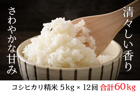 【12ヶ月連続お届け】福井県坂井市丸岡町産 コシヒカリ（精米）5kg×12回 計60kg 決済から7日前後 [I-11301_03]