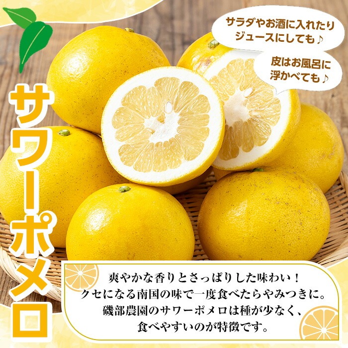 <先行予約受付中!>《期間・数量限定》サワーポメロ (約8kg・12~22玉) 国産 鹿児島県産 果物 柑橘 サワーポメロ 大橘 文旦 パール柑 土佐文旦 旬 フルーツ 果実 冬季 常温 箱 【磯部農