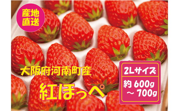 【ふるさと納税】No.258 【紅ほっぺ】2Lサイズ（40粒） ／ 苺 いちご イチゴ 果物 フルーツ 送料無料 大阪府
