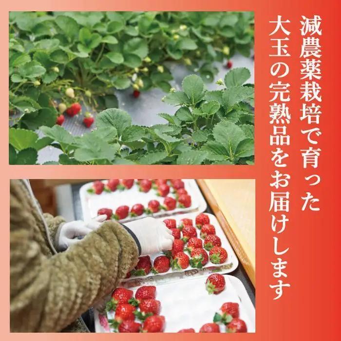 【2027年発送】完熟 あまおう 大玉 詰め合わせ 1.2kg ｜あまおう 産直