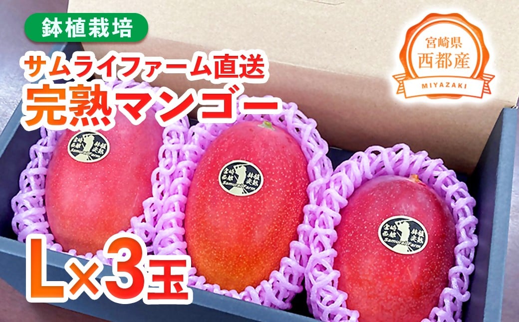 
            西都産完熟マンゴー Ｌサイズ×3個 鉢植栽培 宮崎県西都産 サムライファーム＜1.5-233＞宮崎マンゴー 果物 フルーツ 甘い【先行予約】
          