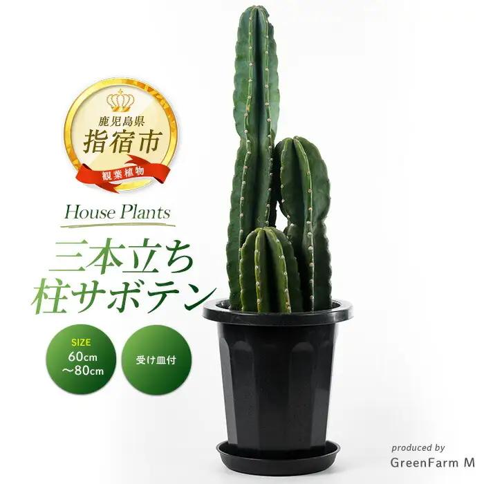 【観葉植物】三本立ち柱サボテン 60cm～80cm Green Farm M IB075-005 観葉植物 ※北海道・沖縄・離島配送不可