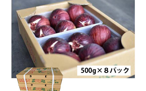いちじく 朝採り 【2026年配送】　約4kg ／ 無花果 果物 大阪府 No.281