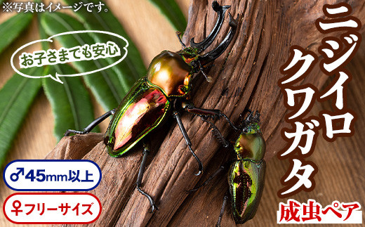 
                  A76002 ニジイロクワガタ 成虫ペア オス(45mm以上) メス(フリーサイズ)鹿児島 クワガタ 虹色 雄 オス 昆虫 虫 むし 成虫 生体 飼育 生き物 生物【ビートル倶楽部】
                