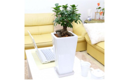 【観葉植物】幸せを見守る樹 ガジュマル 7号 スクエア陶器鉢 ストレート 高さ:約45cm～60cm内外  【観葉植物 インテリア 部屋 おしゃれ 福岡県 筑前町 送料無料 AG027】