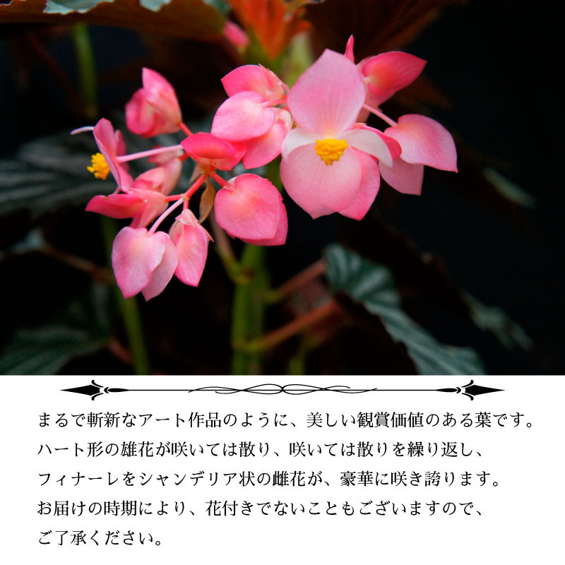 ダークな葉に筆先で描いたようなアートな模様、ショッキングピンクのハート型の花が夏から秋に掛け咲くベゴニア