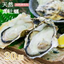 【ふるさと納税】 天然 活 真牡蠣 20個入 （加熱調理用） カキ 牡蛎 かき オイスター まがき 牡蠣 天然牡蠣 天然物 シーフード 日本海 舞鶴湾 二枚貝 活貝 新鮮 直送 海鮮 魚介 海産物 カキフライ 酒蒸し 京都 舞鶴 牡蠣小屋 美味星