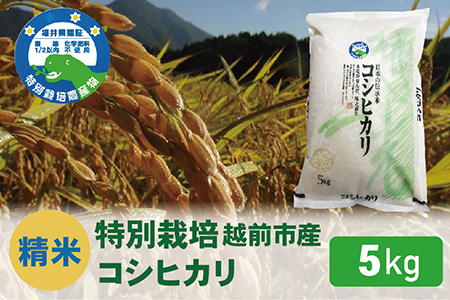 【令和8年度新米 精米】特別栽培 越前市産コシヒカリ 5kg