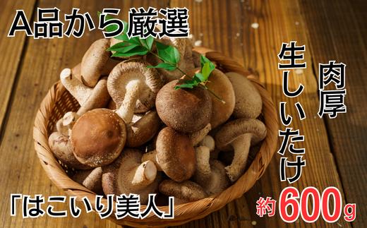 
しいたけ 約600g入り 25～30個程度 菌床栽培 生 朝どり 朝どれ 朝採れ 朝取れ 椎茸 シイタケ A品 肉厚 大きい 選抜 新鮮 【コンテナで育てた「はこいり美人」】 埼玉県 川島町
