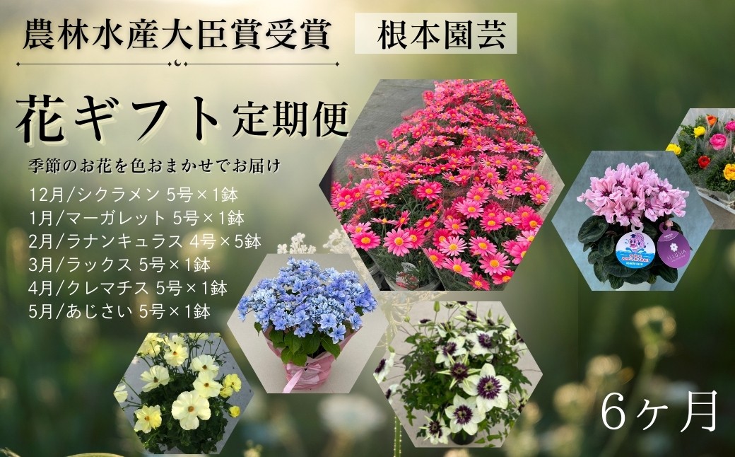 
                  【2026-2027年 先行予約】花ギフト定期便 6ヶ月(12〜5月) シクラメン マーガレット ラナンキュラス ラックス クレマチス アジサイ | 花 お花 フラワーギフト 定期便 花ギフト フラワーギフト 鉢花 鉢植え ギフト プレゼント 贈答 農林水産大臣賞受賞 根本園芸 花ギフト aj014-ab
                
