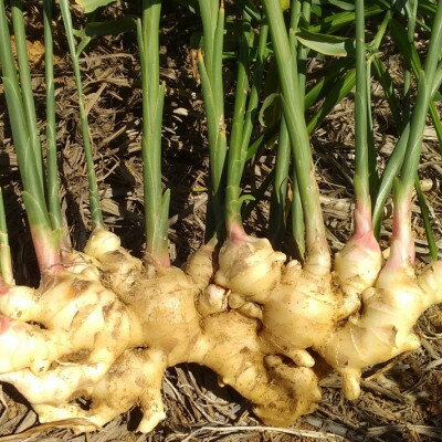 【ふるさと納税】【数量限定 栽培期間中農薬不使用】 徳之島 伊仙町産 新生姜 しょうが 約8kg 【福山宣太】【1463324】