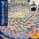 【ふるさと納税】【北海道・東北・沖縄・離島配送不可／着日指定必須】(1日10点限定)2024年11月以降発送 活とらふぐ刺身 鍋用ふぐセット 3～4人前 ふぐ 刺身 ふぐ刺し フグ トラフグ