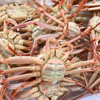 松葉ガニの本場　訳あり・生セコガニ(冷蔵)大サイズ　5枚　兵庫県新温泉町　ご家庭で茹でてアツアツを【配送不可地域：離島・北海道・沖縄県・東北】