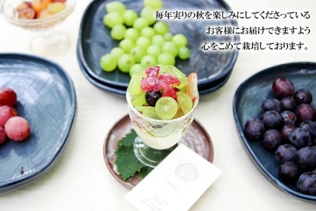 【令和6年先行予約】最高級 ぶどう ギフトボックス【大】36粒入 高級3品種 詰合せ（手詰め）　カラフルぶどう園