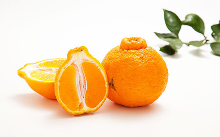 環境マイスターの不知火 訳あり 4kg（栽培期間中は無肥料・低農薬） くだもの 果物 フルーツ 不知火 しらぬい みかん 柑橘 【2026年2月上旬～5月上旬迄順次発送予定】