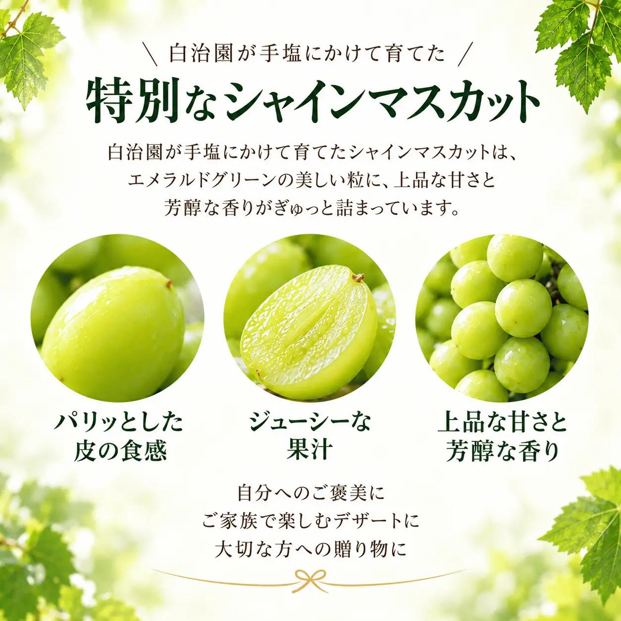 シャイン マスカット ぶどう 果物  2kg  