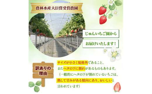（小粒）農林水産大臣賞受賞農園からお届けする【訳アリ】かおり野　1kg (250g×4) /いちご イチゴ 苺 三重県 多気町 ISH-02