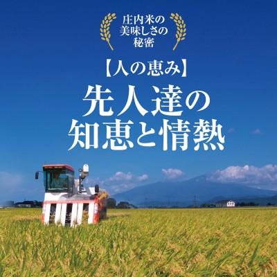 ふるさと納税 酒田市 令和7年産 山形県の米どころ庄内平野で育った庄内米 つや姫 精米 10kg(5kg×2袋) |  | 02