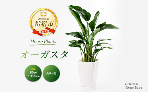 2026年1月中旬～発送【観葉植物】オーガスタ80cm～100cm(Green Base/IB003-014) 南国鹿児島県で育った 観葉植物！植物 鉢付 インテリア 室内 オフィス おしゃれ プレゼント ギフト 開店祝い 移転祝い マイナスイオン【配送不可地域：北海道・沖縄県・離島】