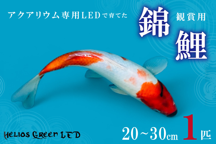 
            アクアリウム専用LEDで育てた観賞用錦鯉(20cm～30cm)(BN041)
          