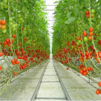 ふるさと納税 三原村 みはら完熟トマトdeサラダじまん&とまとのマヨ。調味料セット |  | 01