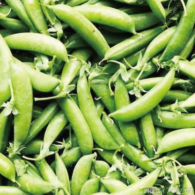 ふるさと納税 糸島市 朝採れ糸島 野菜 セット ( 8品前後) [AGE003] |  | 03