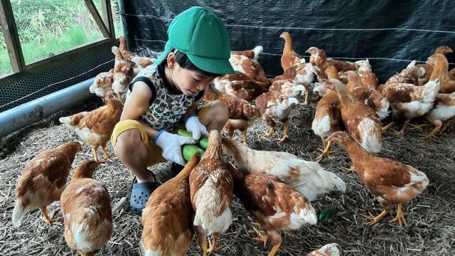 【定期便：12か月】単なる平飼いではない究極の卵『わたしたちのぷらいどたまご』3パック（30個）セット