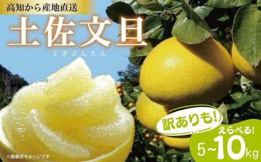 
                  えらべる! 文旦 土佐文旦 2L~4Lサイズ 5~10kg ( ご 家庭用 ) 5kg ご家庭用 訳あり サイズ混合 不揃い サイズ不選別 ぶんたん 植田農園 産地直送 高知 黒潮町 柑橘 柑橘類 国産 フルーツ 果物 くだもの 大玉 キズ 文旦5kg 糖度11 12 ふるさと納税訳あり 文旦セット 家庭用文旦 自宅用 文旦詰め合わせ 柑橘セット フルーツセット  [ueta-oya]
                