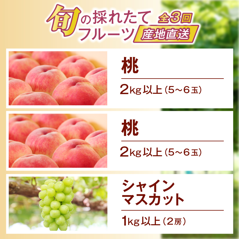 【定期便】旬の採れたて3回定期便（桃・桃・シャインマスカット）【2026年発送】（HO）C9-414